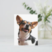 Carte postale Chihuahua Dog (Debout devant)