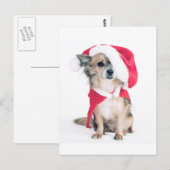 Carte Postale Chihuahua en costume de noël (Devant / Derrière)