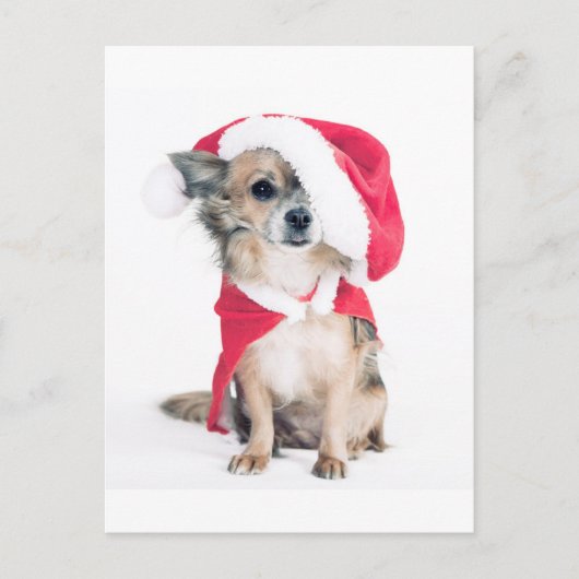 Carte Postale Chihuahua en costume de noël (Devant)