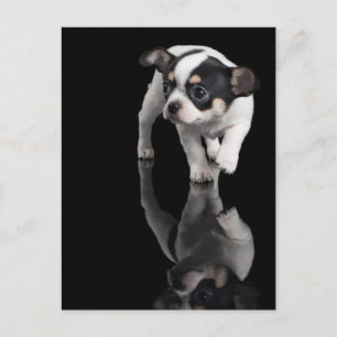 Carte Postale Chihuahua en noir