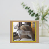 Carte Postale Chihuahua In The Office Postcard (Debout devant)