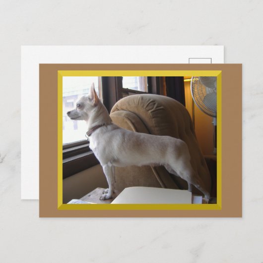 Carte Postale Chihuahua In The Office Postcard (Devant / Derrière)