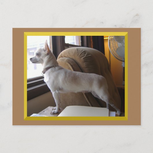 Carte Postale Chihuahua In The Office Postcard (Devant)