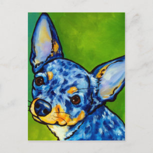Carte Postale Chihuahua Merle 2