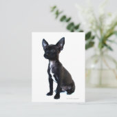 Carte Postale Chihuahua noir (Debout devant)