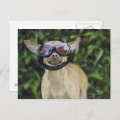 Carte Postale Chihuahua portant des lunettes (Devant / Derrière)