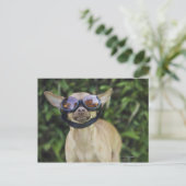 Carte Postale Chihuahua portant des lunettes de protection (Debout devant)