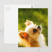 Carte Postale Chihuahua Portrait (Devant / Derrière)