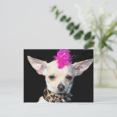 Carte postale Chihuahua Punk (Debout devant)