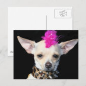 Carte postale Chihuahua Punk (Devant / Derrière)