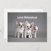 Carte Postale Chihuahua Puppies (Devant / Derrière)