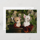 Carte Postale Chihuahua Puppies (Devant / Derrière)