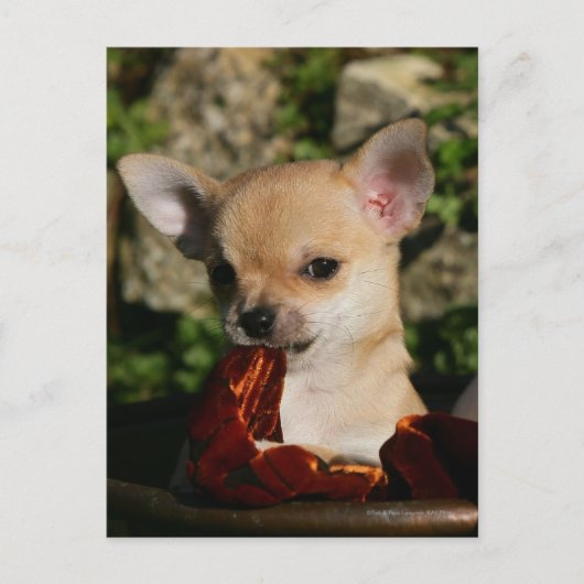 Carte Postale Chihuahua Puppies (Devant)