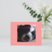 Carte postale Chihuahua Puppy (Debout devant)