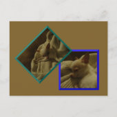 Carte postale Chihuahua Puppy (Devant)