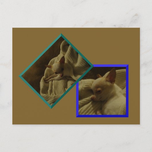 Carte postale Chihuahua Puppy (Devant)