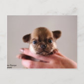 Carte Postale Chihuahua Puppy (Devant)