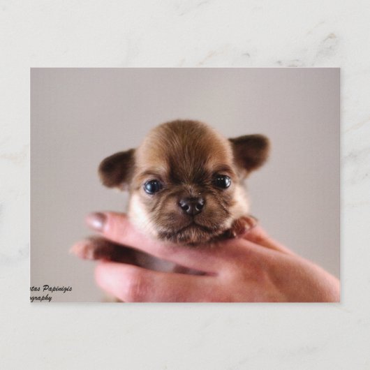 Carte Postale Chihuahua Puppy (Devant)