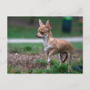 Carte Postale Chihuahua Puppy
