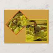 Carte postale Chihuahua Puppy (Devant)