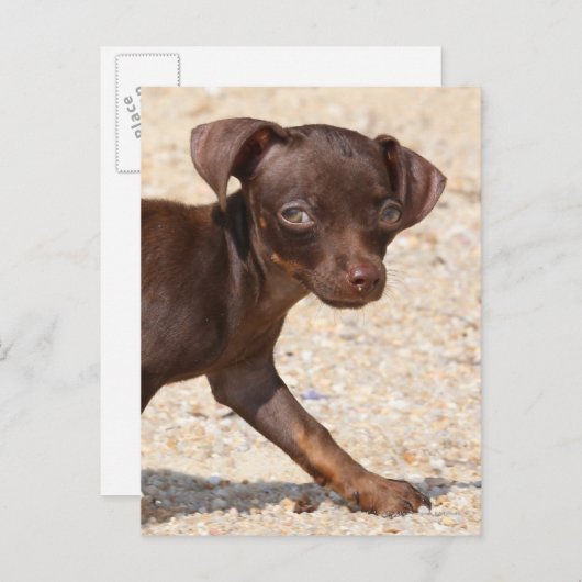 Carte Postale Chihuahua Puppy Walking (Devant / Derrière)
