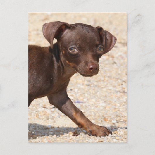 Carte Postale Chihuahua Puppy Walking (Devant)
