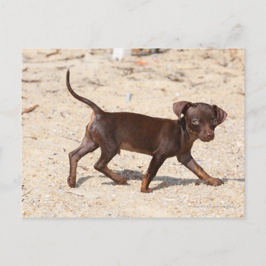 Carte Postale Chihuahua Puppy Walking (Devant)