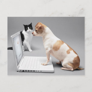 Carte Postale Chihuahua regardant dans l'écran d'un ordinateur p