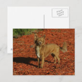 Carte Postale Chihuahua Regardant la caméra (Devant / Derrière)