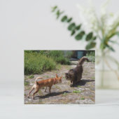 Carte Postale Chihuahua rencontre un chat (Debout devant)