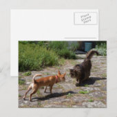 Carte Postale Chihuahua rencontre un chat (Devant / Derrière)