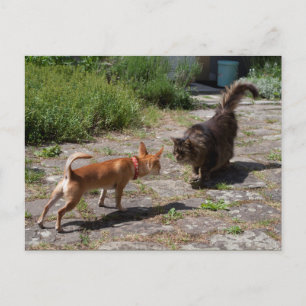 Carte Postale Chihuahua rencontre un chat