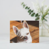 Carte Postale Chihuahua somnolent squint langue détendue dehors  (Debout devant)