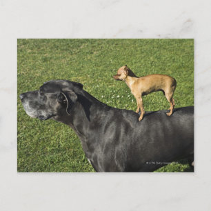 Carte Postale Chihuahua sur le dos de Great Dane 2