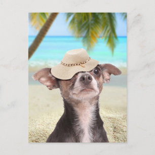 Carte Postale Chihuahua tropical en vacances