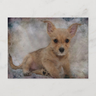 Carte Postale Chihuahua/Yorkie Puppie