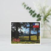 Carte Postale Chili - Araucarias - (Debout devant)
