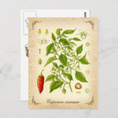 Carte Postale Chili Pepper (Devant / Derrière)