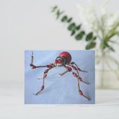 Carte Postale Chili Pepper Spider (Debout devant)