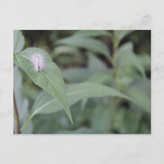 Carte Postale Chilier n° 5 (Devant)