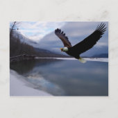 Carte postale Chilkat Eagle Preserve (Devant)
