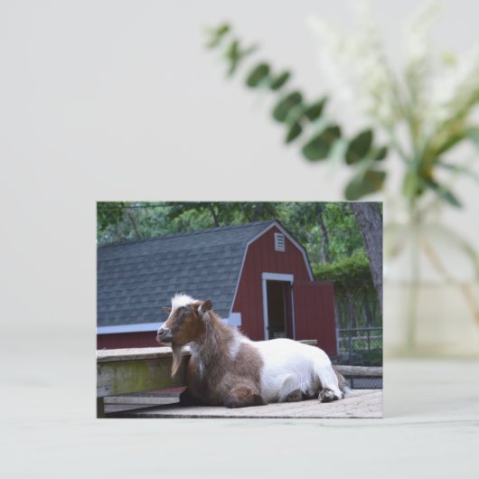 Carte postale Chilling de chèvre (Debout devant)