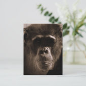 Carte postale Chimp (Debout devant)