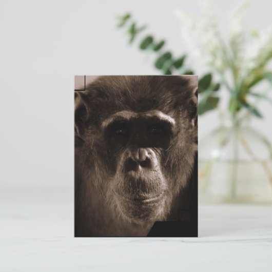 Carte postale Chimp (Debout devant)
