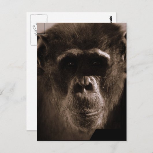 Carte postale Chimp (Devant / Derrière)