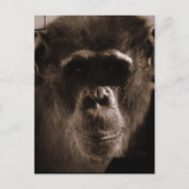 Carte postale Chimp (Devant)