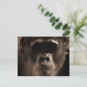 Carte postale Chimp (Debout devant)