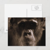 Carte postale Chimp (Devant / Derrière)