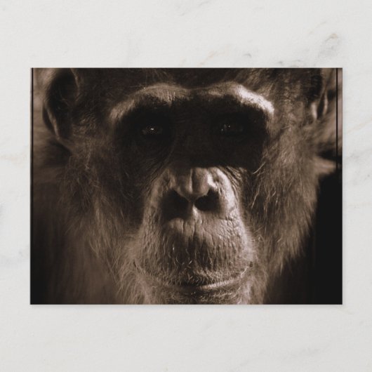 Carte postale Chimp (Devant)
