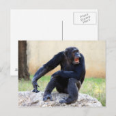 Carte postale Chimp Shouting (Devant / Derrière)
